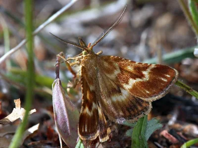Synaphe moldavica
