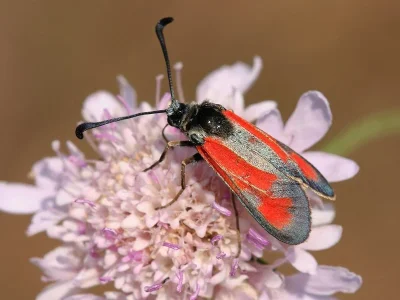 Zygaena (Mesembrynus) punctum