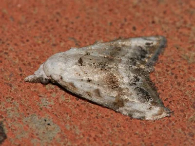 Nola (N.) subchlamydula