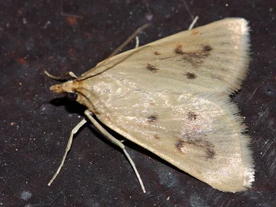 Achyra nudalis