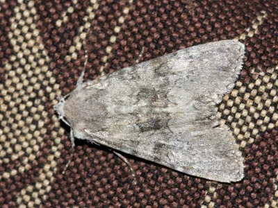 Mniotype anilis