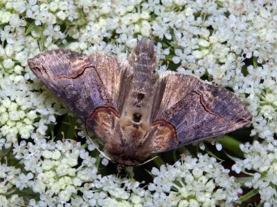Abrostola triplasia