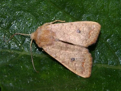 Agrochola (Sunira) circellaris