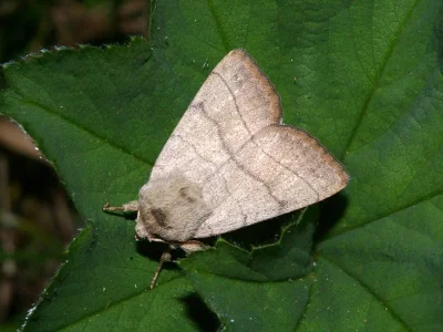 Charanyca (Charanyca) trigrammica
