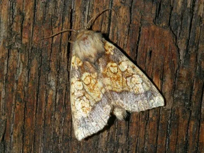 Gortyna (Gortyna) flavago