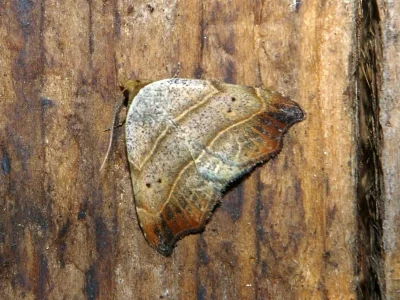Laspeyria flexula