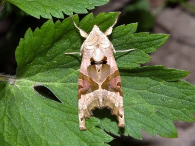 Phlogophora meticulosa