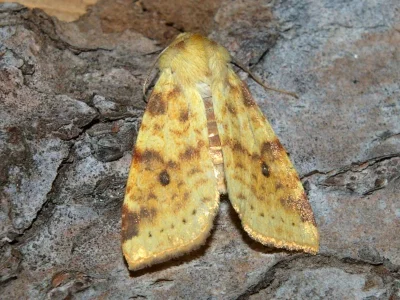 Xanthia (Cirrhia) icteritia