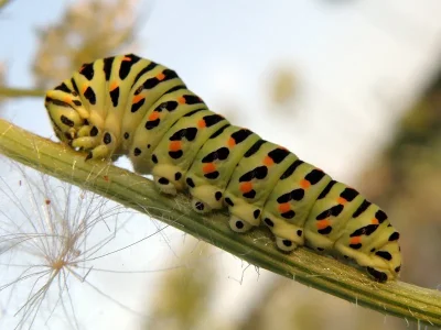 Papilio (P.) machaon