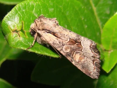 Lacanobia (Dianobia) contigua