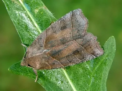 Ipimorpha retusa