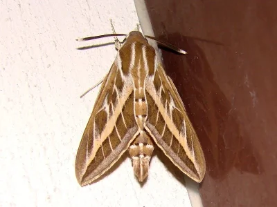 Hyles livornica