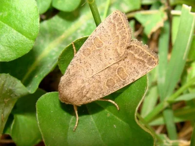 Hoplodrina ambigua