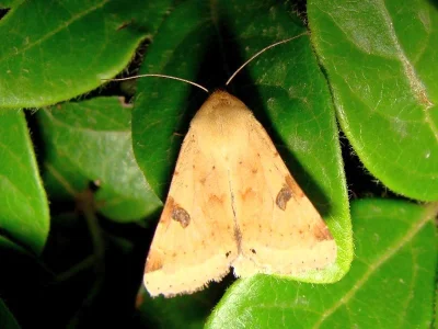 Heliothis (Heliothis) peltigera