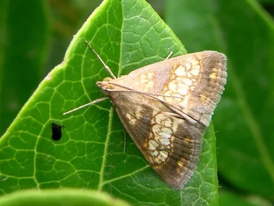 Evergestis politalis