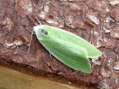 Earias clorana