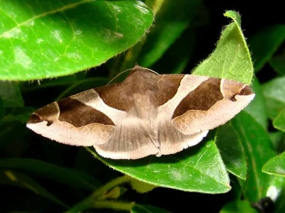 Dysgonia algira