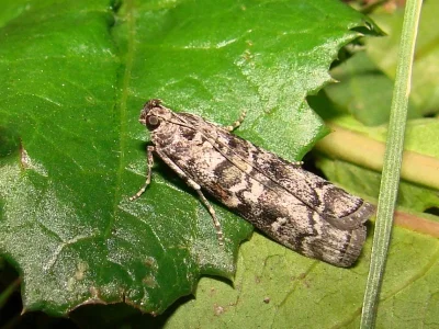 Dioryctria abietella