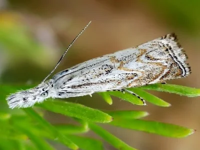 Platytes cerussella