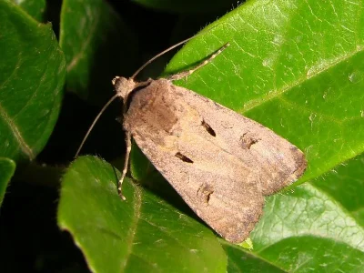 Agrotis (Agrotis) exclamationis