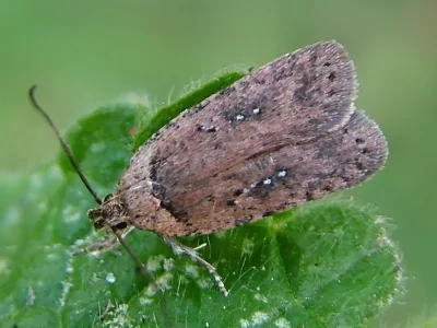 Agonopterix capreolella