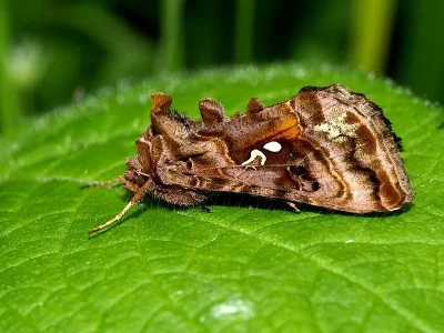 Autographa pulchrina