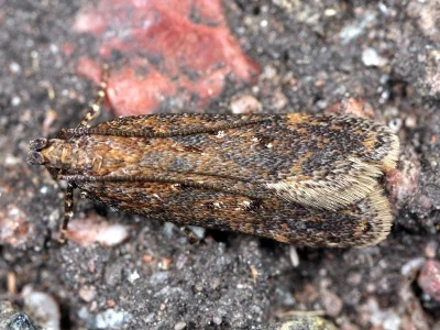 Chionodes distinctella