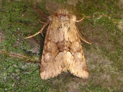 Oligia fasciuncula
