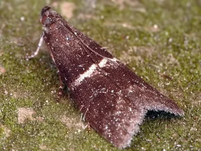 Elegia similella