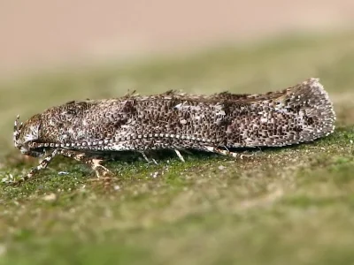 Exoteleia dodecella