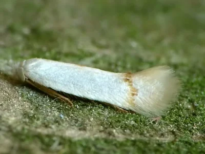 Opostega salaciella