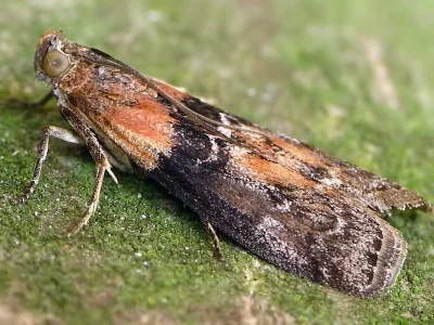 Sciota adelphella