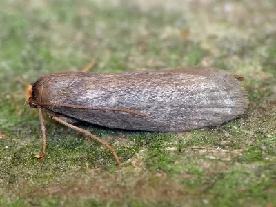 Achroia grisella