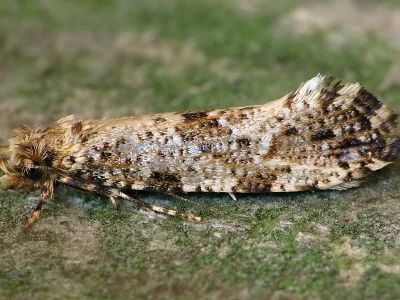 Morophaga choragella