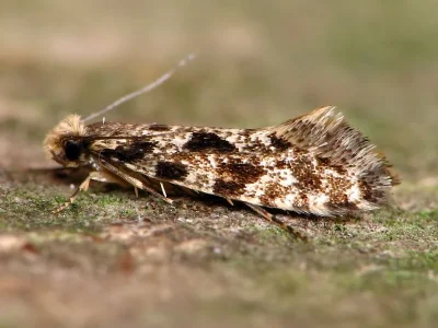 Nemapogon cloacella