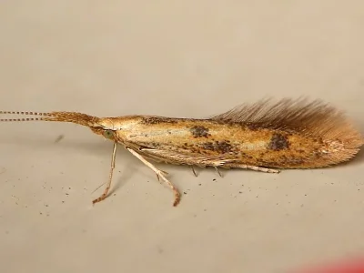 Coleophora squalorella