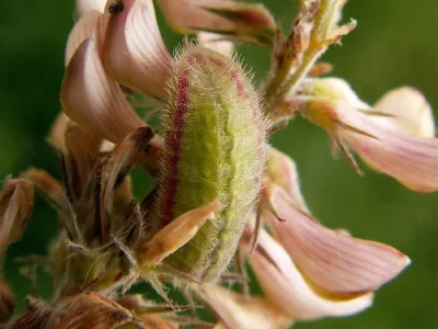 Polyommatus (Agrodiaetus) ripartii