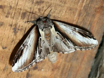 Pheosia gnoma