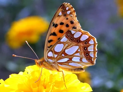 Issoria lathonia