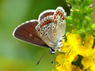Aricia (Aricia) artaxerxes