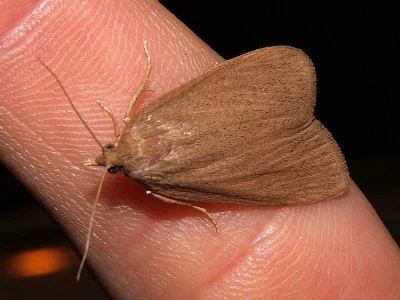 Cathayia insularum