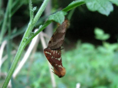 Phymatopus hecta