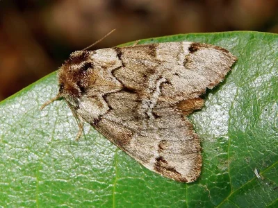 Drymonia obliterata