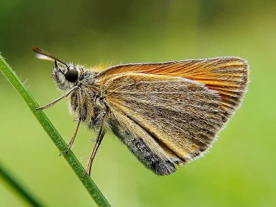 Thymelicus sylvestris