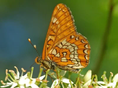 Euphydryas (Hypodryas) maturna