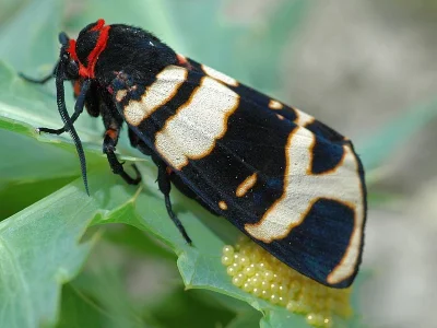 Arctia festiva