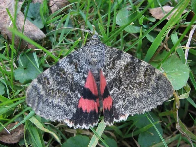 Catocala elocata