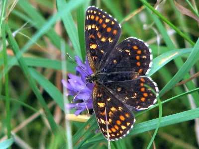 Melitaea (Mellicta) athalia