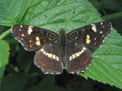 Araschnia levana