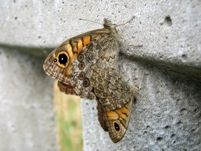 Lasiommata megera